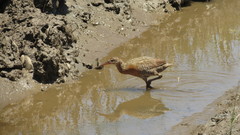 Rallus obsoletus levipes