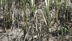 Rallus obsoletus levipes