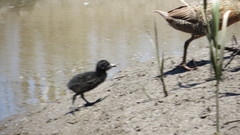 Rallus obsoletus levipes