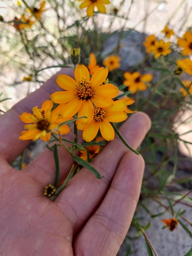 Narrowleaf zinnia