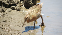 Rallus obsoletus levipes