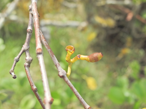 Image of Amyema mackayensis by (c) Scott W. Gavins, some rights reserved (CC BY)
