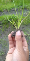 Triglochin scilloides