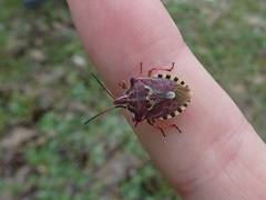 Codophila varia