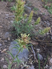 Castilleja nana