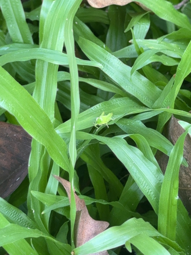 Short-winged Rice Grasshopper