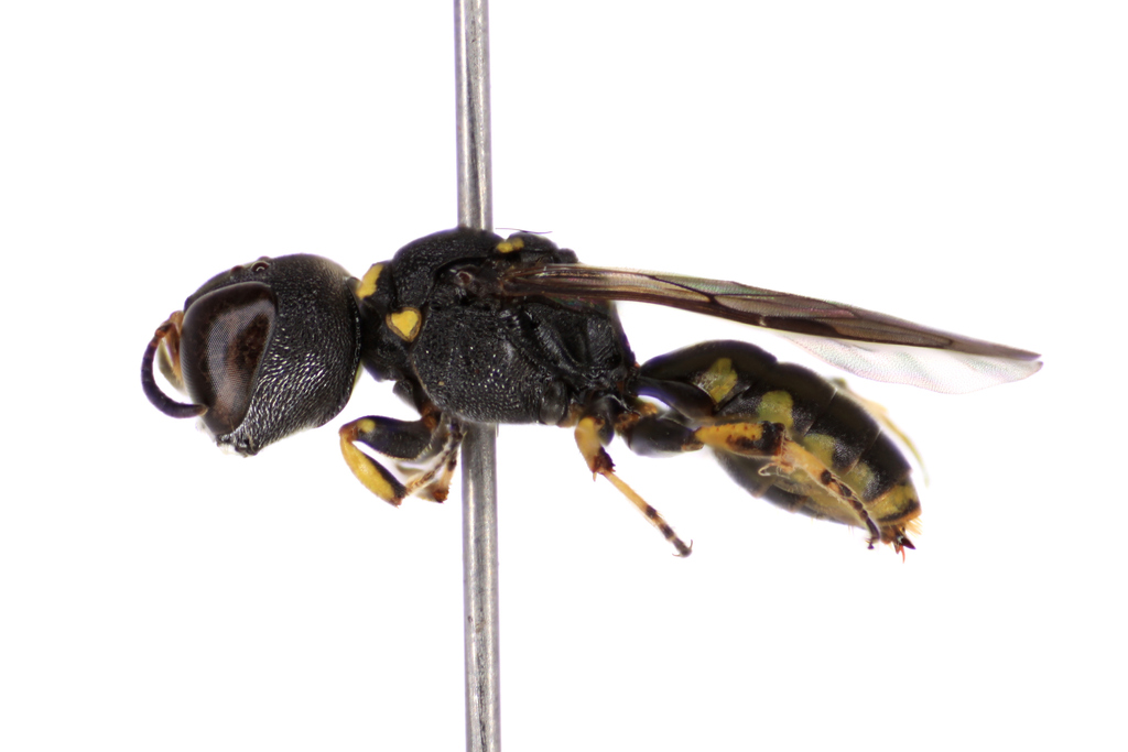 Hingstoniola