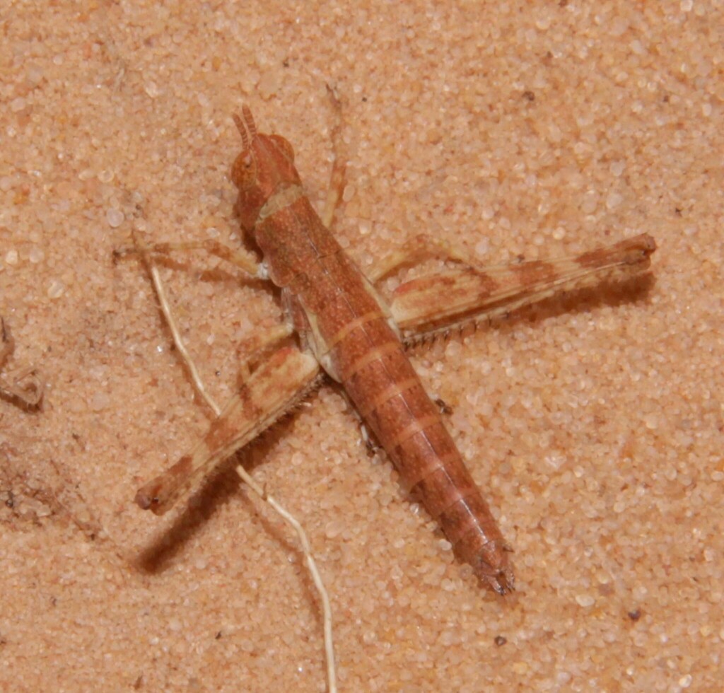 Kaibab Monkey Grasshopper