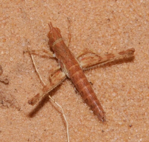 Morsea kaibabensis
