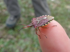 Codophila varia