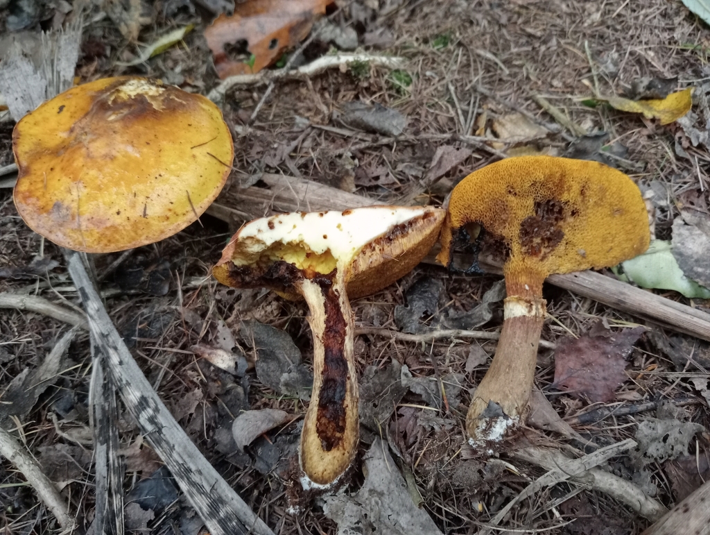 Suillus luteus · April 2025 · photo: © john_barkla (iNaturalist, cc0)