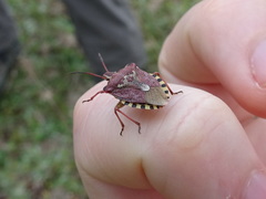 Codophila varia