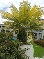 Cycas rumphii
