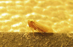 Agalliini