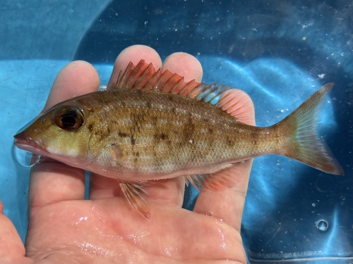 Emperor (Lethrinus reticulatus) — Lethrinidae — 3