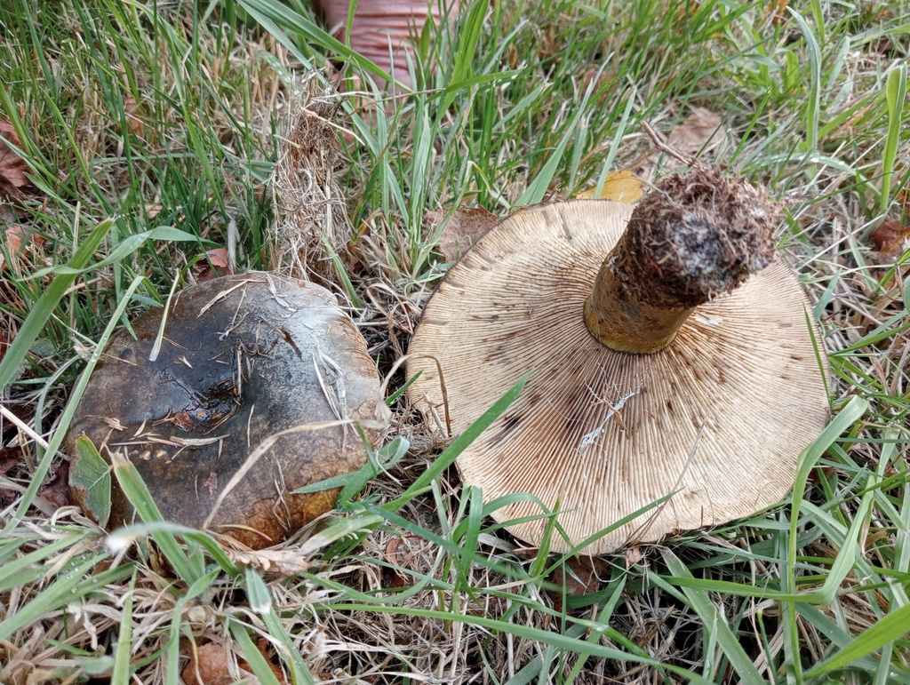 Lactarius turpis · April 2025 · photo: © john_barkla (iNaturalist, cc0)