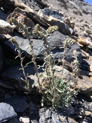 Artemisia genipi