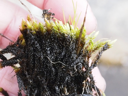 Image of Imbribryum miniatum by (c) Abby Hyde, some rights reserved (CC BY)