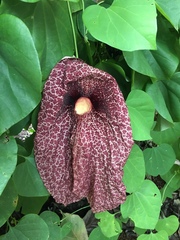 Aristolochia gigantea