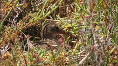 Rallus obsoletus levipes