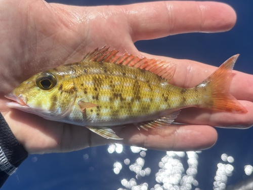 Emperor (Lethrinus reticulatus) — Lethrinidae — 2