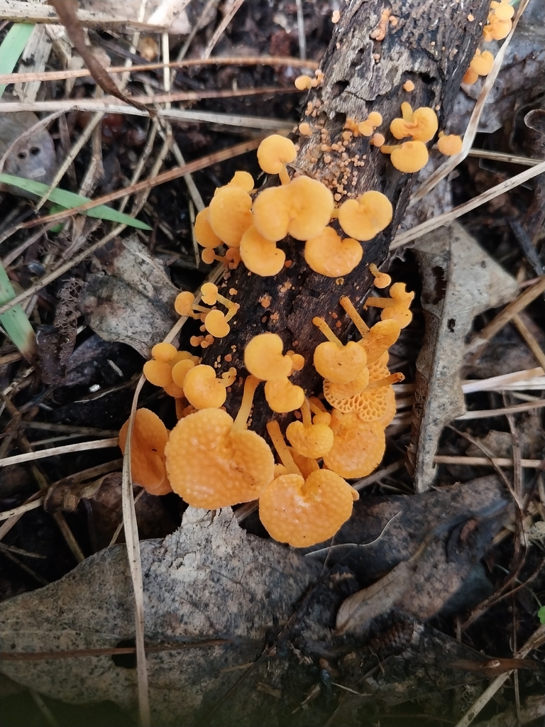 Favolaschia claudopus · April 2025 · photo: © kiwialli (iNaturalist, cc-by)