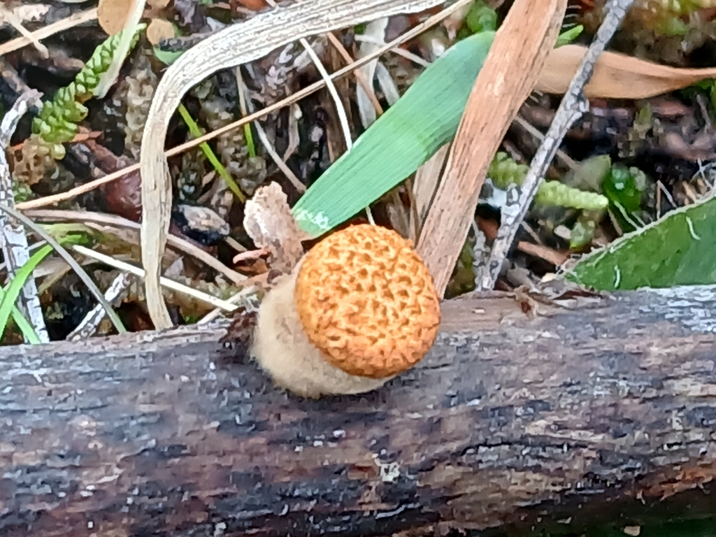 Crucibulum simile · April 2025 · photo: © claire_grace83 (iNaturalist, cc-by)