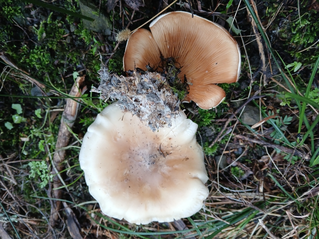 Clitocybe nebularis · April 2025 · photo: © claire_grace83 (iNaturalist, cc-by)
