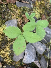 Fragaria virginiana glauca
