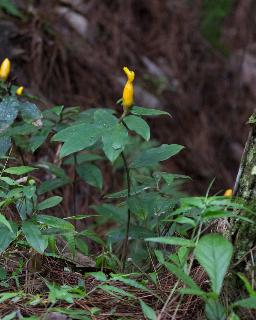 Costus lasius (Costus lasius)