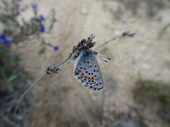 Pseudophilotes baton