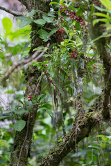 Lacistema aggregatum