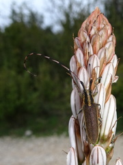 Agapanthia asphodeli