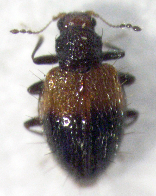 Bicava