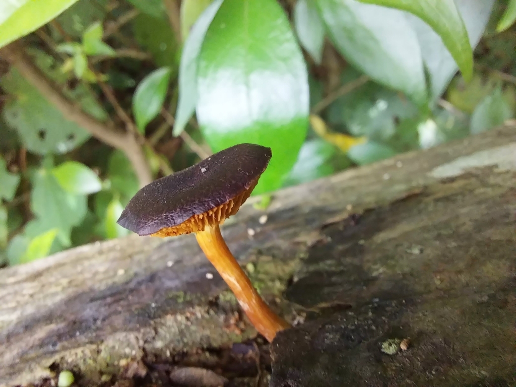 Gymnopilus purpuratus · April 2025 · photo: © kiwialli (iNaturalist, cc-by)