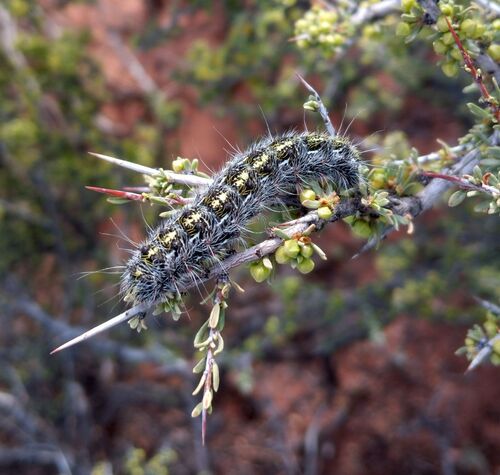 Hemileuca chinatiensis