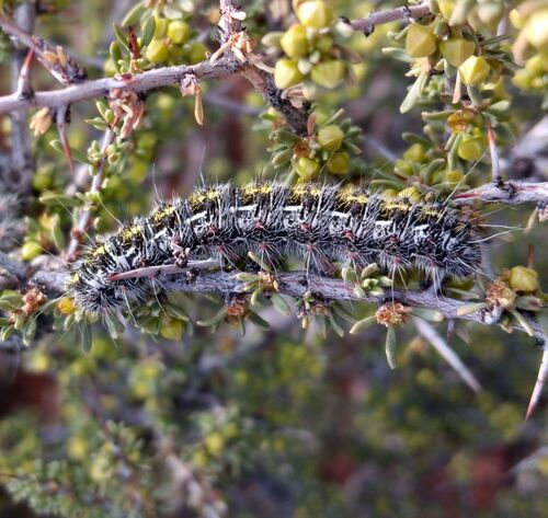 Hemileuca chinatiensis