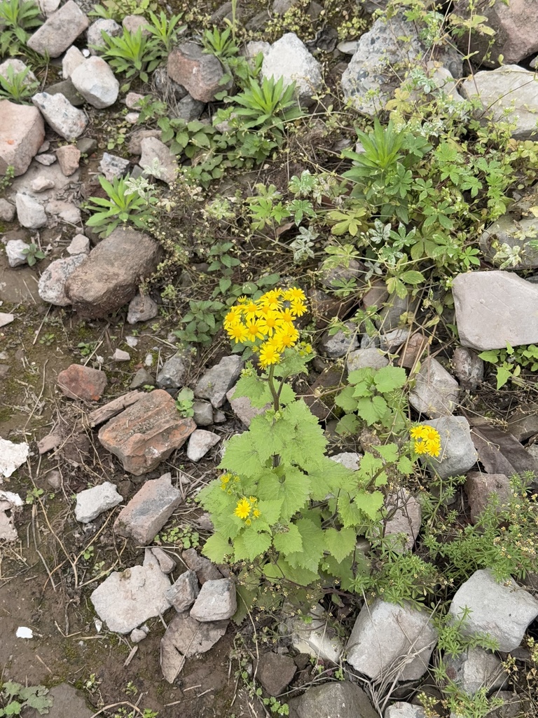 Sinosenecio oldhamianus; photograph (c) Jane Charlen, some rights reserved (CC BY)