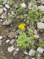 Sinosenecio oldhamianus