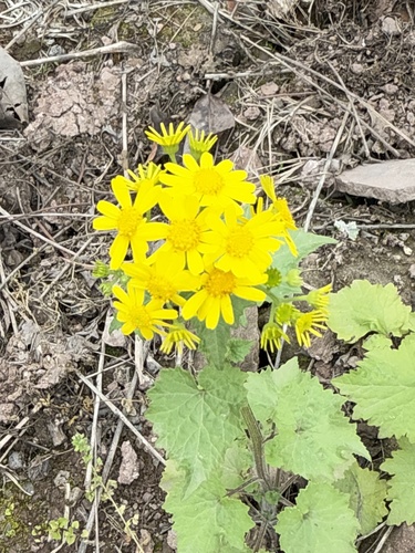 Sinosenecio oldhamianus, photograph 1