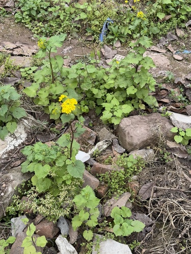 Sinosenecio oldhamianus, photograph 2