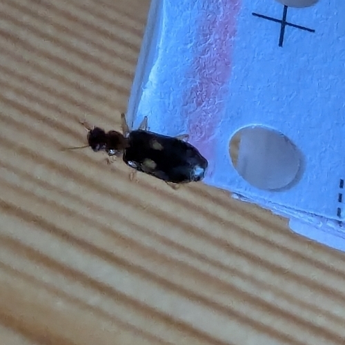 Dromius fenestratus
