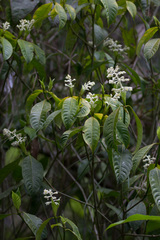 Palicourea violacea