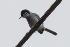 Polioptila bilineata