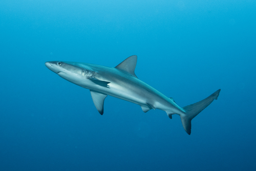 Photo of Galapagos shark (Carcharhinus galapagensis)