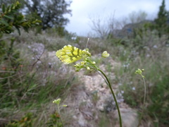 Anthocharis euphenoides