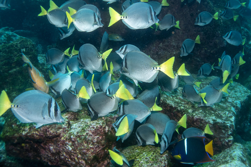 Yellowtail surgeonfish (Prionurus punctatus) — Acanthuridae