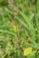 Chenopodiastrum hybridum