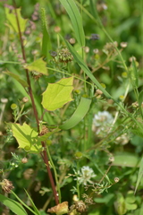 Chenopodiastrum hybridum