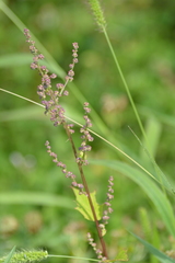 Chenopodiastrum hybridum